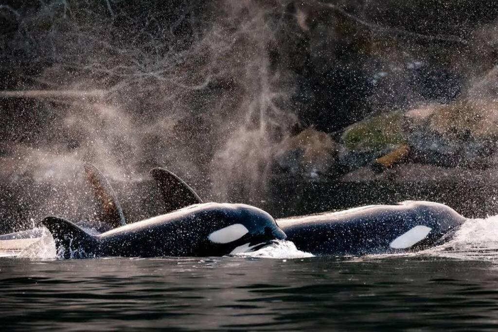 Вилла Nature Lovers' Paradise Нанаймо Экстерьер фото