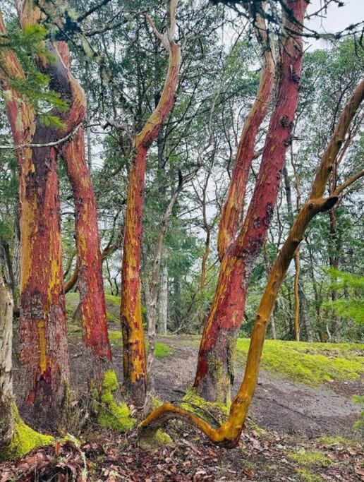 Вилла Nature Lovers' Paradise Нанаймо Экстерьер фото